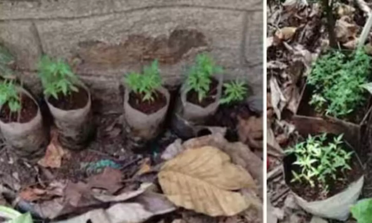 വനംവകുപ്പ്​ ഓഫിസ്​ വളപ്പിൽ കഞ്ചാവുചെടി; റേഞ്ച്​ ഓഫിസറടക്കം രണ്ടുപേർക്ക്​ സസ്​പെൻഷൻ, ഏ​ഴു​പേ​രെ സ്ഥ​ലം മാ​റ്റി