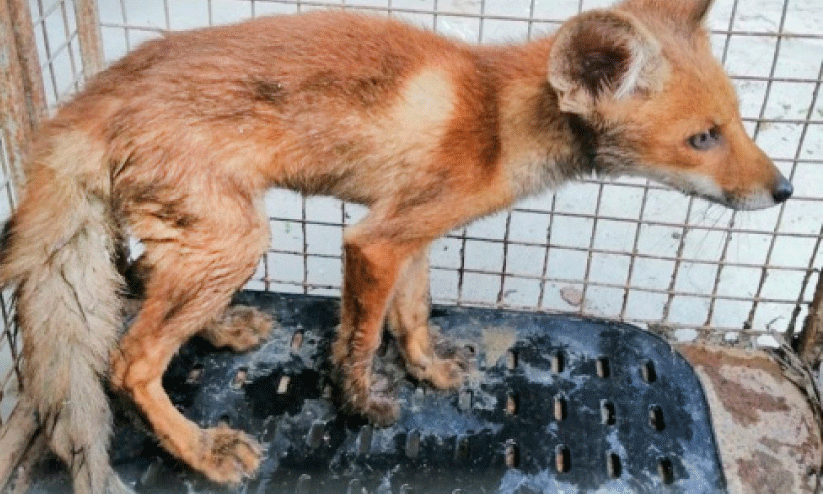 injured fox injured fox