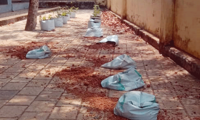 നശിപ്പിച്ച പച്ചക്കറി തൈകളും പൂച്ചെടികളും നശിപ്പിച്ച പച്ചക്കറി തൈകളും പൂച്ചെടികളും