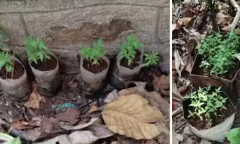 വനംവകുപ്പ്​ ഓഫിസ്​ വളപ്പിൽ കഞ്ചാവുചെടി; റേഞ്ച്​ ഓഫിസറടക്കം രണ്ടുപേർക്ക്​ സസ്​പെൻഷൻ, ഏ​ഴു​പേ​രെ സ്ഥ​ലം മാ​റ്റി