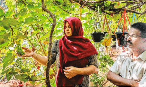 Cultivation, Cultivation,