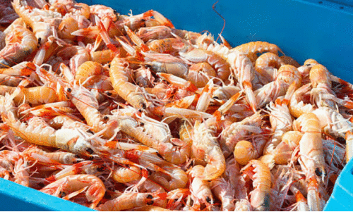 485 കി​ലോ ചെ​മ്മീ​ൻ പി​ടി​ച്ചെ​ടു​ത്തു