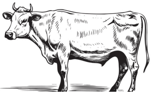cow