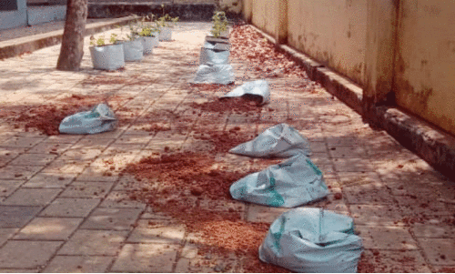 ന​ശി​പ്പി​ച്ച പ​ച്ച​ക്ക​റി തൈ​ക​ളും പൂ​ച്ചെ​ടി​ക​ളും