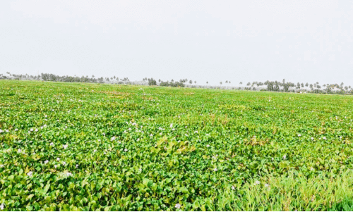 പോള നിറഞ്ഞു; കോട്ടയം-ആലപ്പുഴ ബോട്ട്​ യാത്ര ദുരിതം