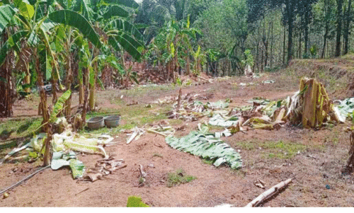 കാട്ടാനയുടെ വിഹാരം; കണ്ണീരുണങ്ങാതെ കർഷകർ