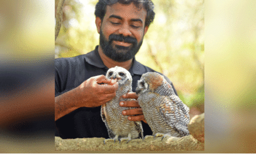 അ​വ​ശ​രാ​യ കാ​ല​ൻകോ​ഴി​ കുഞ്ഞു​ങ്ങ​ൾ​ക്ക് പു​തു​ജീ​വ​ൻ...