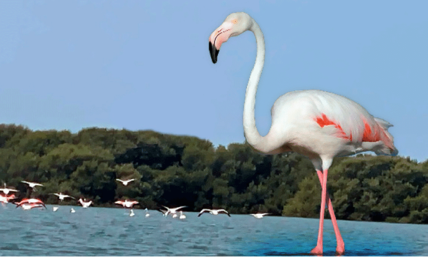 flamingo