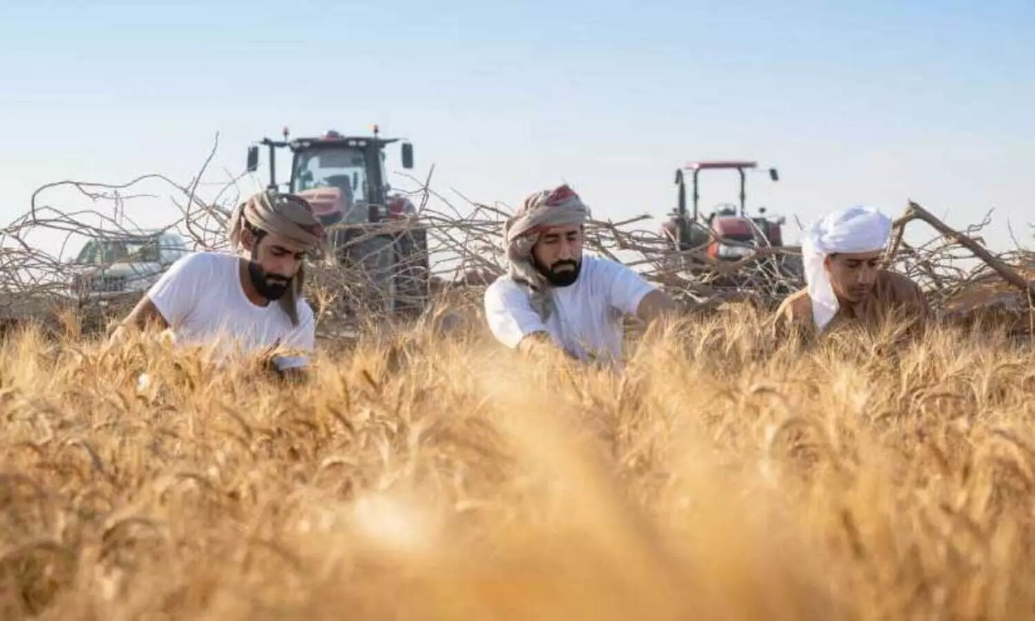 wheat harvest in maliha field