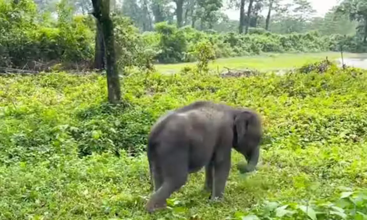 കൂട്ടം തെറ്റിയ കുട്ടിക്കൊമ്പനെ തമിഴ് നാട് വനംവകുപ്പ് അമ്മയാനയുടെ അടുത്തെത്തിച്ചു