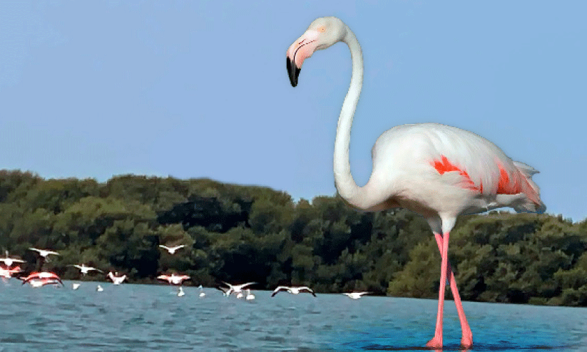 flamingo flamingo