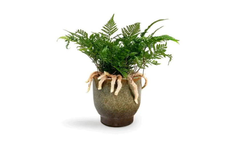 ഹരിതവർണമേകാൻ റാബിറ്റ് ഫൂട്ട് ഫേൺ ഹരിതവർണമേകാൻ റാബിറ്റ് ഫൂട്ട് ഫേൺ