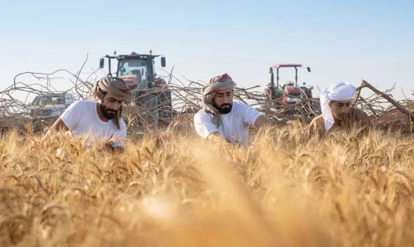 wheat harvest in maliha field