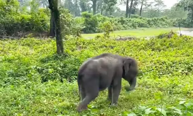 കൂട്ടം തെറ്റിയ കുട്ടിക്കൊമ്പനെ തമിഴ് നാട് വനംവകുപ്പ് അമ്മയാനയുടെ അടുത്തെത്തിച്ചു കൂട്ടം തെറ്റിയ കുട്ടിക്കൊമ്പനെ തമിഴ് നാട് വനംവകുപ്പ് അമ്മയാനയുടെ അടുത്തെത്തിച്ചു