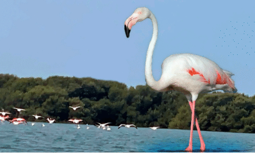 flamingo