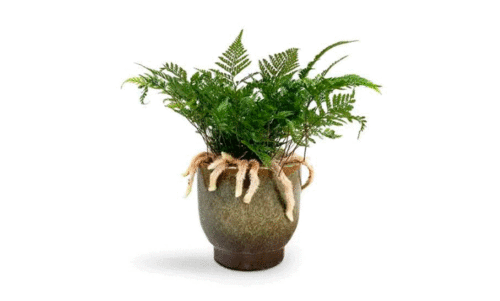 ഹ​രി​ത​വ​ർ​ണ​മേ​കാ​ൻ റാ​ബി​റ്റ്​ ഫൂ​ട്ട്​ ഫേ​ൺ