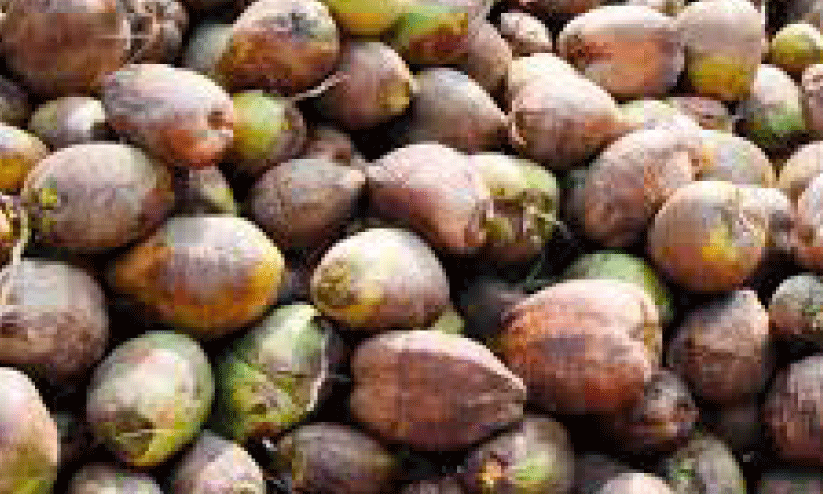 coconut market