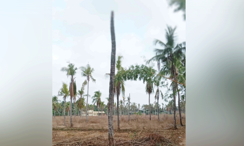 coconut tree burnt