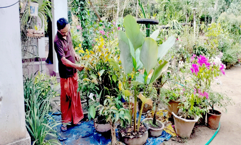 ഈ ​വീ​ട്ടുമു​റ്റം ഡ്രാ​ഗ​ൺ ഫ്രൂ​ട്ടു​ക​ളാ​ൽ സ​മ്പ​ന്നം