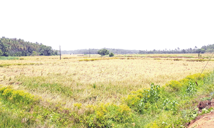 Kadavallur field