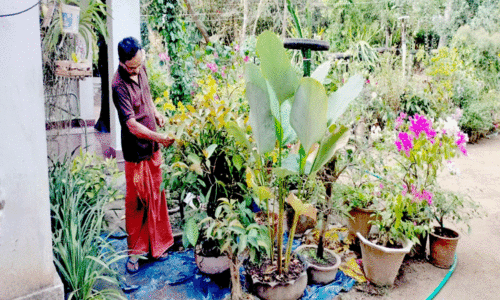 ഈ ​വീ​ട്ടുമു​റ്റം ഡ്രാ​ഗ​ൺ ഫ്രൂ​ട്ടു​ക​ളാ​ൽ സ​മ്പ​ന്നം