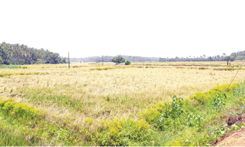 Kadavallur field