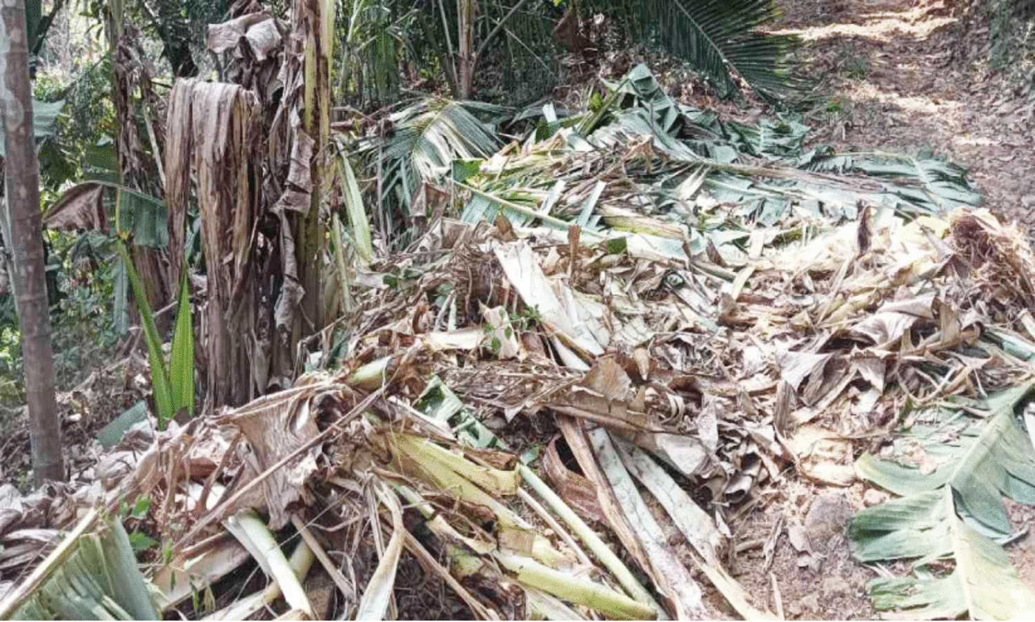 കച്ചേരിക്കടവിൽ കാട്ടാന ശല്യം ഒഴിയുന്നില്ല