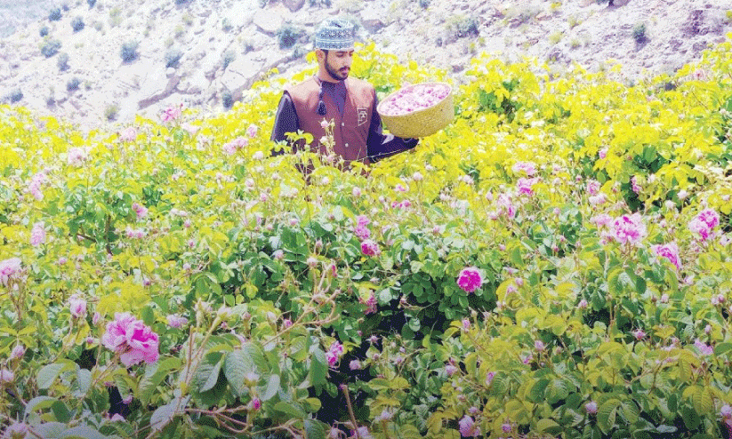 Rose season in Jabal Akhdar...