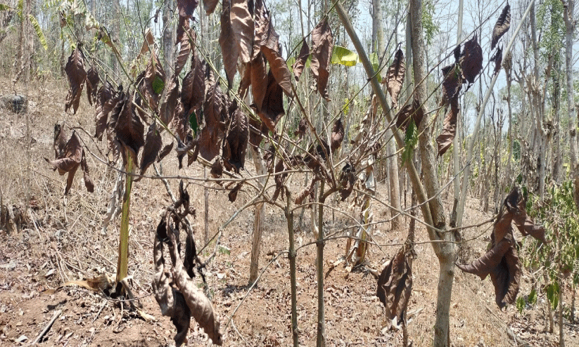 ചാ​മ​പ്പാ​റ​യി​ലെ കാ​പ്പി​ത്തോ​ട്ടം