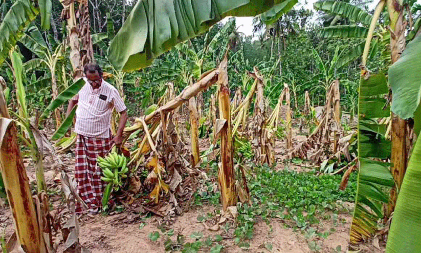 വേനൽമഴയില്ല; വാഴക്കൃഷി ഉണങ്ങുന്നു വേനൽമഴയില്ല; വാഴക്കൃഷി ഉണങ്ങുന്നു