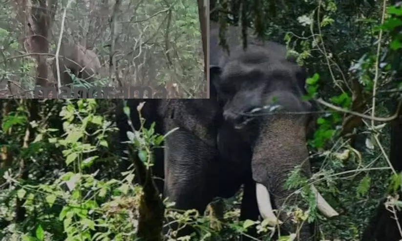 ട്രെയിനിടിച്ച് കാട്ടാനയ്ക്ക് പരുക്ക്; ട്രാക്കിന് സമീപം നിലയുറപ്പിച്ച് ആന ട്രെയിനിടിച്ച് കാട്ടാനയ്ക്ക് പരുക്ക്; ട്രാക്കിന് സമീപം നിലയുറപ്പിച്ച് ആന