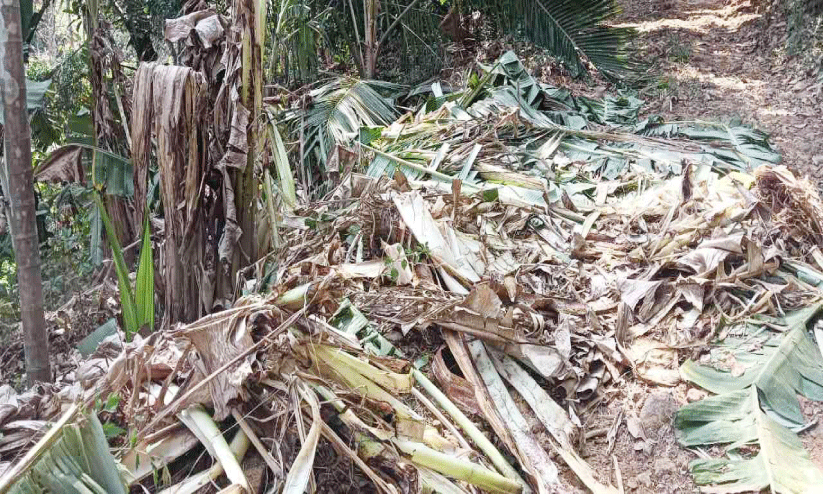 കച്ചേരിക്കടവിൽ കാട്ടാന ശല്യം ഒഴിയുന്നില്ല