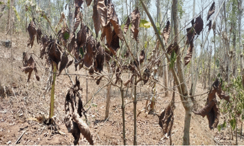 ചാ​മ​പ്പാ​റ​യി​ലെ കാ​പ്പി​ത്തോ​ട്ടം