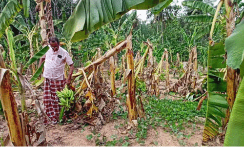 വേനൽമഴയില്ല; വാഴക്കൃഷി ഉണങ്ങുന്നു വേനൽമഴയില്ല; വാഴക്കൃഷി ഉണങ്ങുന്നു
