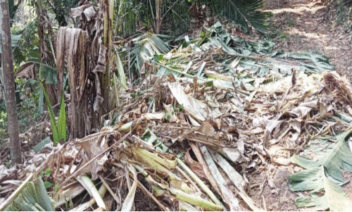 കച്ചേരിക്കടവിൽ കാട്ടാന ശല്യം ഒഴിയുന്നില്ല