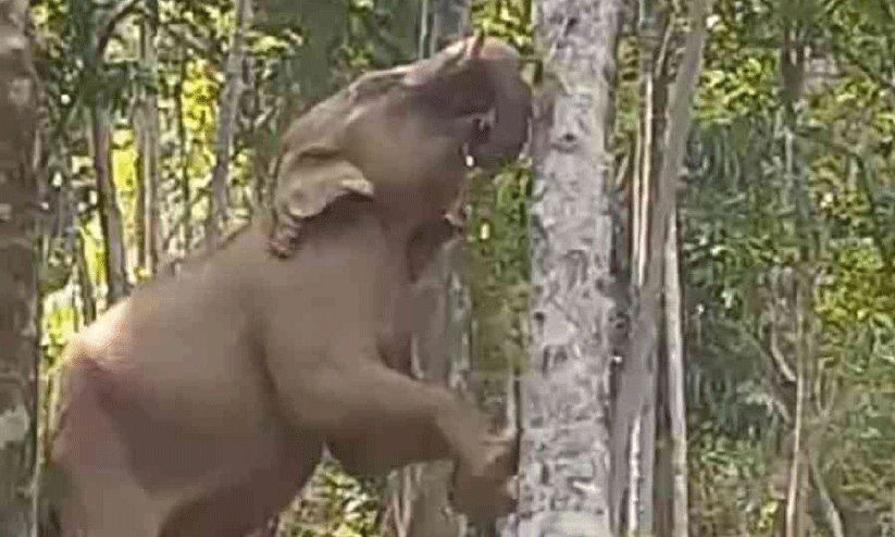 wild elephant menace wild elephant menace