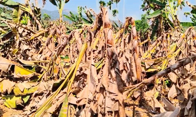 ഒടിഞ്ഞ് തൂങ്ങിയ വാഴകൾ ഒടിഞ്ഞ് തൂങ്ങിയ വാഴകൾ