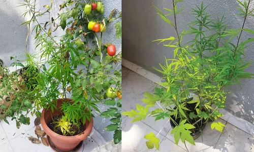 ഗോവയിൽ കഞ്ചാവ് ചെടി വളർത്തിയ ബ്രിട്ടീഷ് പൗരനെതിരെ കേസെടുത്തു