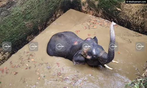 കോതമംഗലത്ത് കിണറ്റിൽ വീണ കാട്ടാനയെ രക്ഷിക്കാൻ ശ്രമം തുടരുന്നു; മയക്കുവെടി വെക്കണമെന്ന് നാട്ടുകാർ
