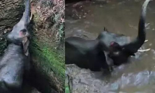 ആന കിണറ്റിൽ വീണ സംഭവം: ദുരന്ത പ്രതികരണത്തിന് തടസം നിന്നാൽ നിയമ നടപടികൾ നേരിടേണ്ടിവരുമെന്ന് അതോറിറ്റി