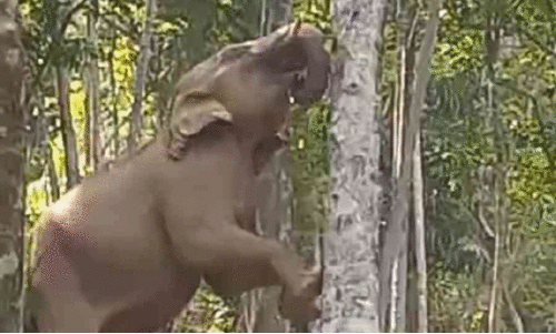 wild elephant menace