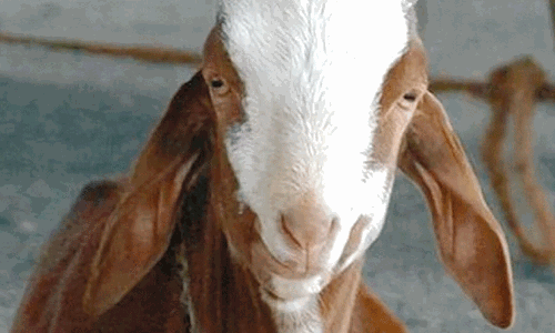 goat disease goat disease