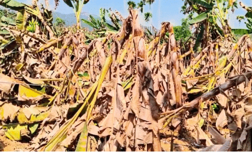 ഒ​ടി​ഞ്ഞ് തൂ​ങ്ങി​യ വാ​ഴ​ക​ൾ