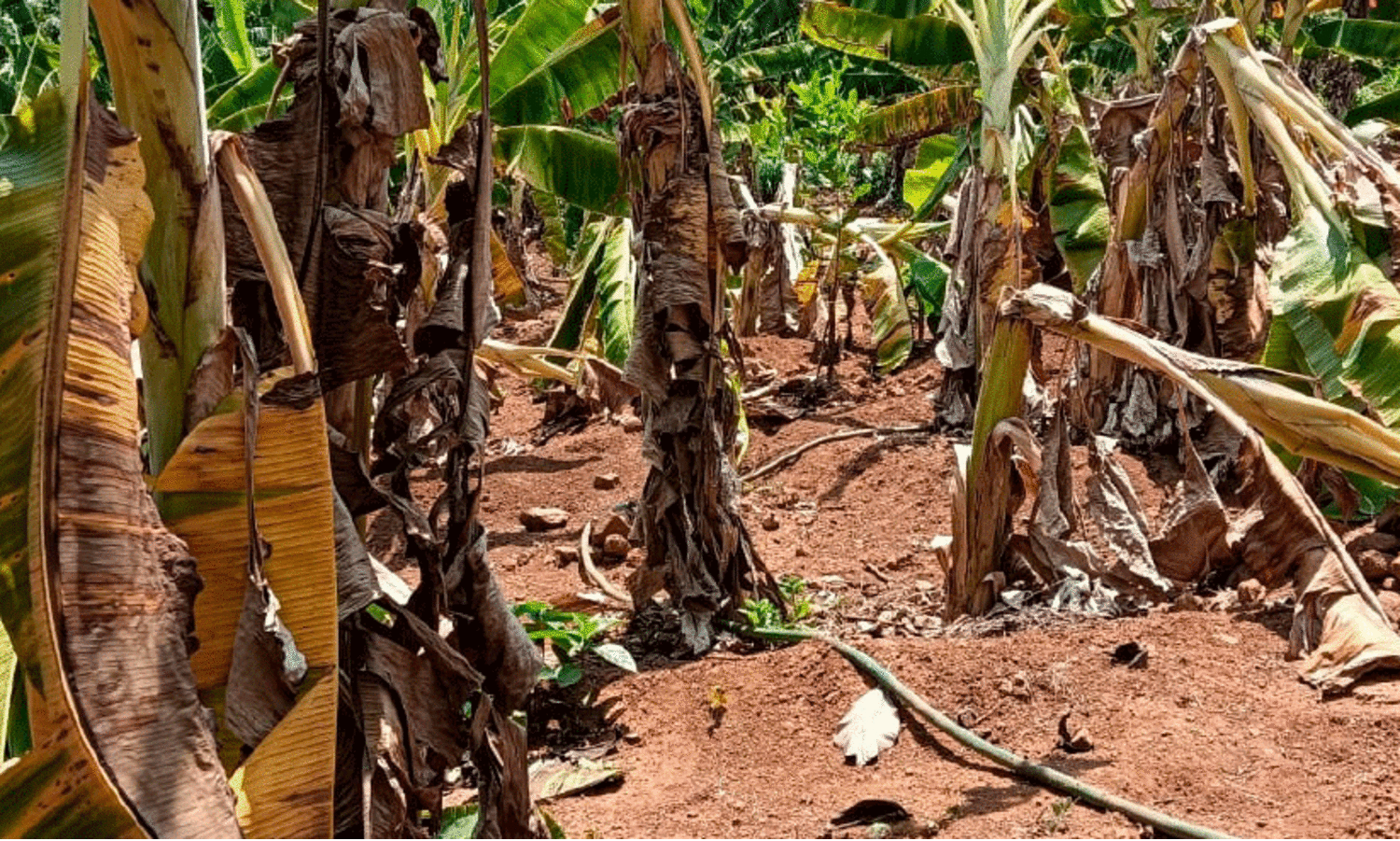 വാ​ഴ​ക​ൾ