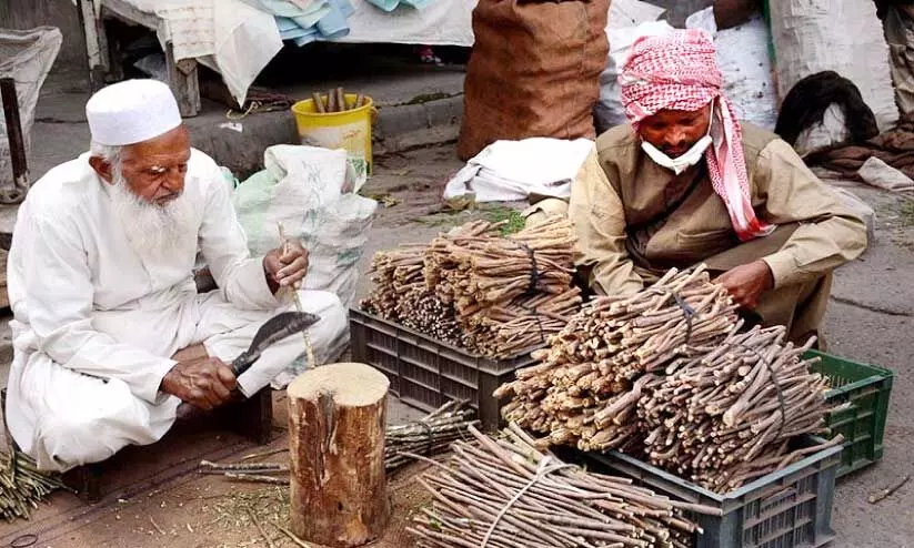 ദന്തശുദ്ധീകരണത്തിന് ‘അറാക്ക്’ ചെടിയുടെ ഇതിഹാസം ദന്തശുദ്ധീകരണത്തിന് ‘അറാക്ക്’ ചെടിയുടെ ഇതിഹാസം
