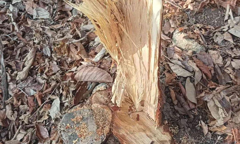 sandalwood sandalwood