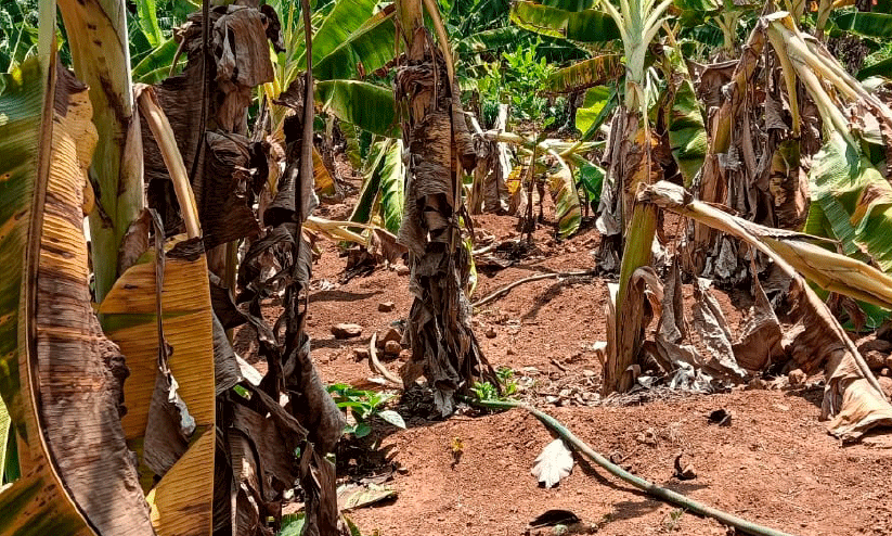 വാഴകൾ വാഴകൾ
