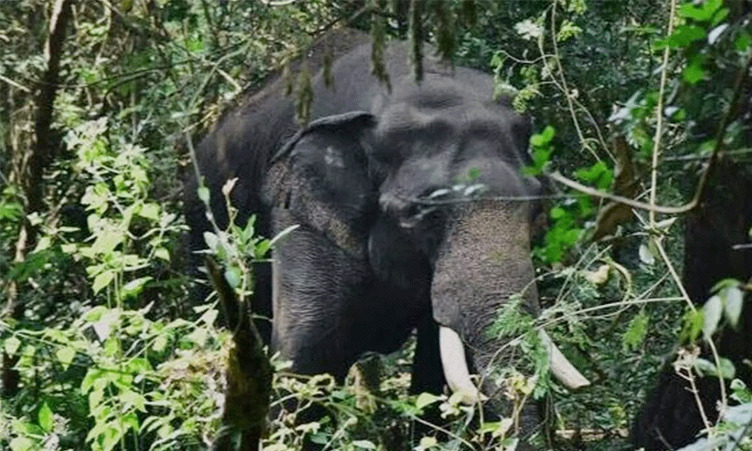 malabuzha elephant