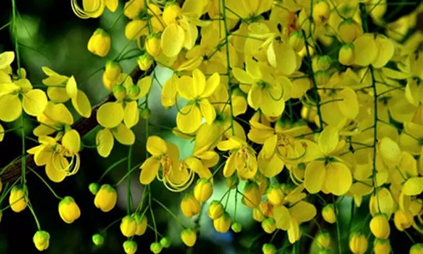 ഇ​ക്കു​റി​യും കയറ്റുമതി ചെയ്തത് ​ടൺ​ക​ണ​ക്കി​ന് കൊ​ന്ന​പ്പൂ​വും ക​ണി​വെ​ള്ള​രി​യും