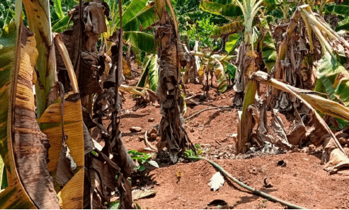 വാ​ഴ​ക​ൾ